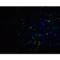 Zinc finger protein PLAGL2 antibody, LS-C153660, Lifespan Biosciences, Immunofluorescence image 