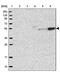 Group XV phospholipase A2 antibody, PA5-59698, Invitrogen Antibodies, Western Blot image 