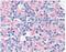 Synaptosome Associated Protein 25 antibody, SM1457P, Origene, Immunohistochemistry frozen image 