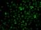 Complement C1s antibody, GTX64606, GeneTex, Immunocytochemistry image 