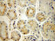 Granulin Precursor antibody, 18410-1-AP, Proteintech Group, Immunohistochemistry frozen image 