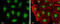 Recombination Activating 2 antibody, GTX109710, GeneTex, Immunofluorescence image 