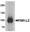 Piwi-like protein 2 antibody, PA5-72731, Invitrogen Antibodies, Western Blot image 