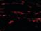 Neuritin 1 antibody, NBP1-03026, Novus Biologicals, Immunofluorescence image 