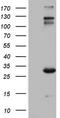 VSIG3 antibody, TA803797, Origene, Western Blot image 