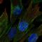 CDC42 Effector Protein 3 antibody, HPA061792, Atlas Antibodies, Immunofluorescence image 