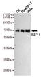 E2F-1 antibody, STJ99250, St John
