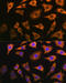 Pyruvate Dehydrogenase E1 Alpha 2 Subunit antibody, 15-822, ProSci, Immunofluorescence image 