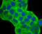 Fascin Actin-Bundling Protein 1 antibody, A02147-1, Boster Biological Technology, Immunocytochemistry image 