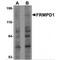 FERM And PDZ Domain Containing 1 antibody, MBS150082, MyBioSource, Western Blot image 