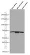 KOC antibody, 66526-1-Ig, Proteintech Group, Western Blot image 
