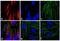 Mouse IgG (H+L) antibody, A24530, Invitrogen Antibodies, Immunofluorescence image 