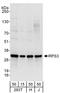 Ribosomal Protein S3 antibody, A303-841A, Bethyl Labs, Western Blot image 