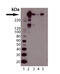 Protein Kinase, DNA-Activated, Catalytic Subunit antibody, ADI-KAP-PI001-E, Enzo Life Sciences, Western Blot image 