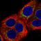 Mitochondrial Ribosomal Protein L22 antibody, HPA047063, Atlas Antibodies, Immunocytochemistry image 