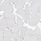 Leucine Aminopeptidase 3 antibody, HPA029607, Atlas Antibodies, Immunohistochemistry frozen image 