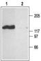 Cyclic nucleotide-gated olfactory channel antibody, TA328948, Origene, Western Blot image 