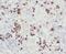 hMSH6 antibody, FNab05375, FineTest, Immunohistochemistry frozen image 