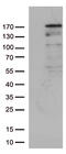 NEDD4 E3 Ubiquitin Protein Ligase antibody, CF812643, Origene, Western Blot image 