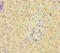Poly(A) Specific Ribonuclease Subunit PAN2 antibody, orb45017, Biorbyt, Immunohistochemistry paraffin image 