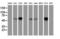 Exonuclease 3'-5' Domain Containing 1 antibody, LS-C785409, Lifespan Biosciences, Western Blot image 