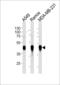 Major Histocompatibility Complex, Class I, G antibody, LS-C203941, Lifespan Biosciences, Western Blot image 