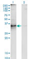 TNF Superfamily Member 8 antibody, LS-C196853, Lifespan Biosciences, Western Blot image 