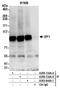 Sp1 Transcription Factor antibody, A300-134A, Bethyl Labs, Immunoprecipitation image 