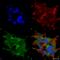 Beclin 1 antibody, SPC-601D-PCP, StressMarq, Immunofluorescence image 