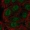 ETS2 Repressor Factor antibody, NBP2-56079, Novus Biologicals, Immunofluorescence image 