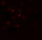 RSPO3 antibody, 8153, ProSci Inc, Immunofluorescence image 