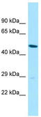 Solute Carrier Family 35 Member B2 antibody, TA331358, Origene, Western Blot image 