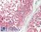 alpha-Tubulin antibody, LS-B10508, Lifespan Biosciences, Immunohistochemistry frozen image 