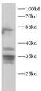 MAP kinase p38 alpha antibody, FNab10331, FineTest, Western Blot image 