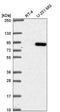 ATP-binding cassette sub-family B member 6, mitochondrial antibody, NBP2-58327, Novus Biologicals, Western Blot image 