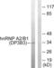 Heterogeneous Nuclear Ribonucleoprotein A2/B1 antibody, LS-C118824, Lifespan Biosciences, Western Blot image 