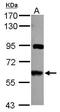 Membrane Palmitoylated Protein 6 antibody, GTX117968, GeneTex, Western Blot image 