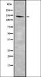 Ras-specific guanine nucleotide-releasing factor 1 antibody, orb336986, Biorbyt, Western Blot image 