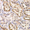 Fizzy And Cell Division Cycle 20 Related 1 antibody, LS-C346092, Lifespan Biosciences, Immunohistochemistry frozen image 