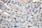 HGb antibody, 13317-1-AP, Proteintech Group, Immunohistochemistry frozen image 