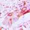 BCL2 Antagonist/Killer 1 antibody, LS-C351867, Lifespan Biosciences, Immunohistochemistry frozen image 