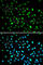 DNA Damage Inducible Transcript 3 antibody, A0221, ABclonal Technology, Immunofluorescence image 