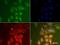Poly(A) Binding Protein Cytoplasmic 1 antibody, NB120-6125, Novus Biologicals, Immunofluorescence image 