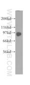 Kinesin Associated Protein 3 antibody, 12700-1-AP, Proteintech Group, Western Blot image 