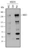 Mediator Of DNA Damage Checkpoint 1 antibody, MAB6497, R&D Systems, Western Blot image 