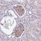 UBX Domain Protein 2B antibody, HPA045278, Atlas Antibodies, Immunohistochemistry frozen image 