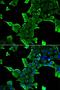 Neuronal Calcium Sensor 1 antibody, LS-C334734, Lifespan Biosciences, Immunofluorescence image 