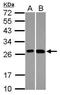 ES1 protein homolog, mitochondrial antibody, PA5-27430, Invitrogen Antibodies, Western Blot image 