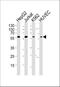 SH2 domain-containing adapter protein B antibody, A02109-1, Boster Biological Technology, Western Blot image 