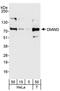 DM1 Locus, WD Repeat Containing antibody, A301-811A, Bethyl Labs, Western Blot image 